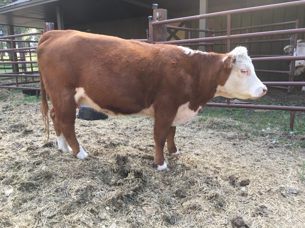 WW Ranch Miniature Herefords » FOR SALE